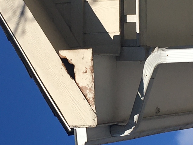 Can squirrels cause damage to your house? - Identify squirrel damage to